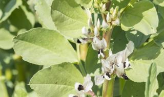 浙江露天蚕豆种植时间和方法 蚕豆的种植方法